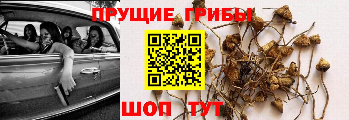Галлюциногенные грибы Cubensis Майский